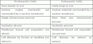 comparisonof-prokaryotic-cells-and-eukaryotic-cells