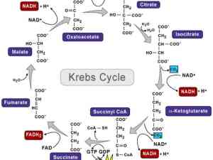 krebs_cycle-46b152fcf30abdad1e42cce4ded6e2d99d00f458-s6-c10
